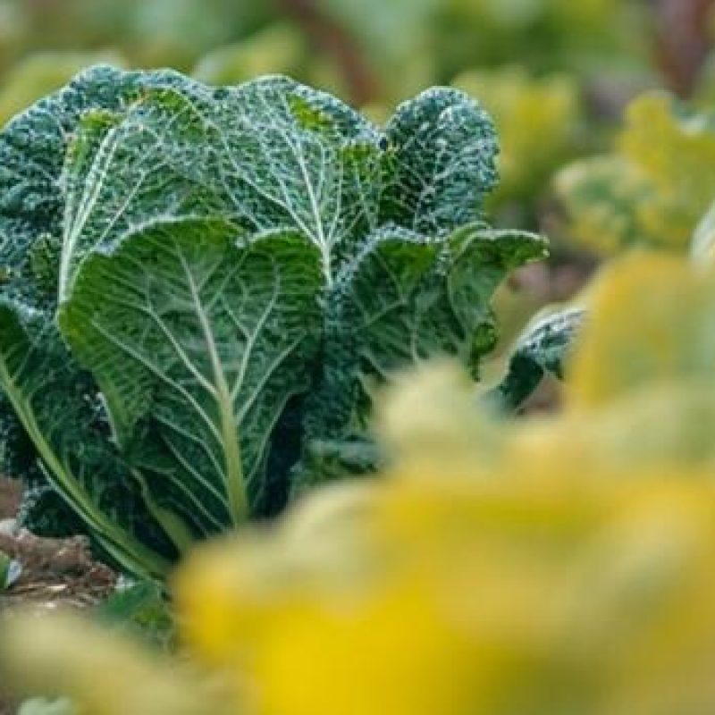 Veg-thumbnail Veg-thumbnail